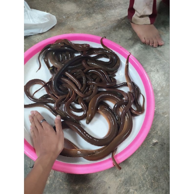 

BELUT BABON SUPER INDUKAN SIAP PIJAH