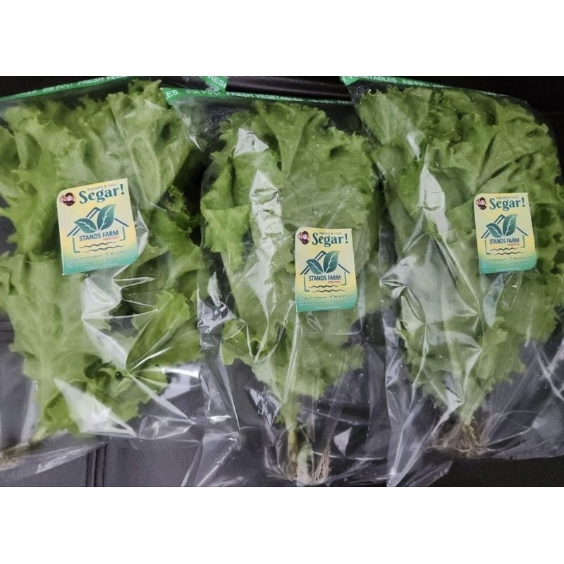 

slada hidroponik (lettuce grand rapid)