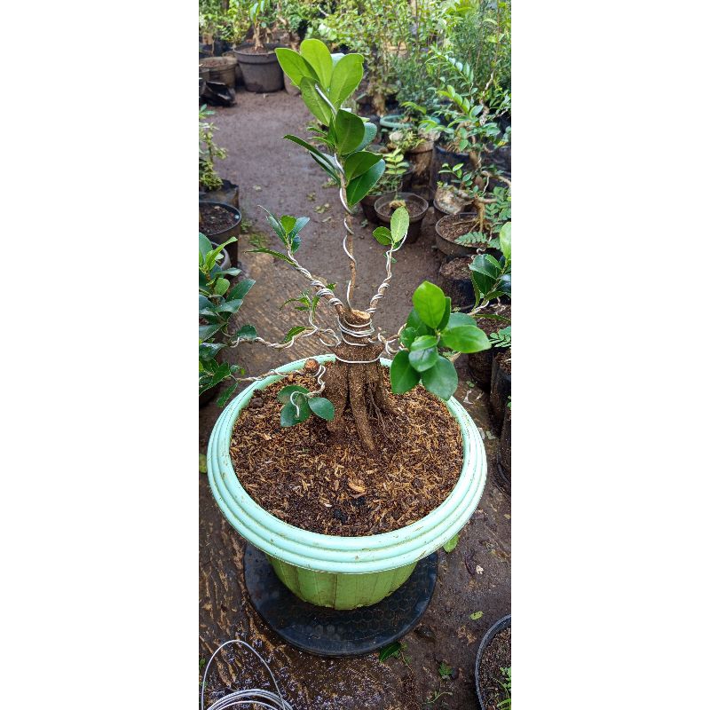 bonsai beringin kompakta prokar cakep