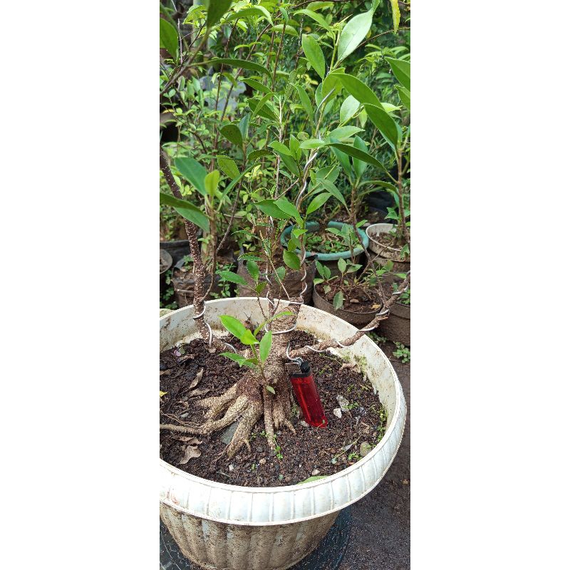 bahan bonsai kimeng prokar