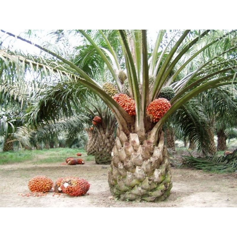 bibit kelapa sawit cabutan ppks/