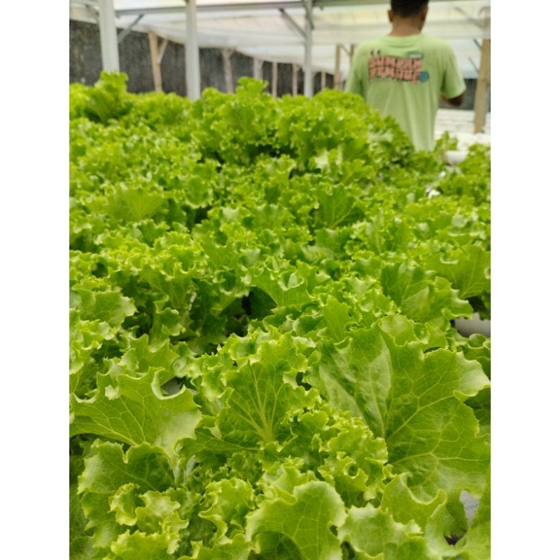 

SELADA HIDROPONIK SEGAR MURAH