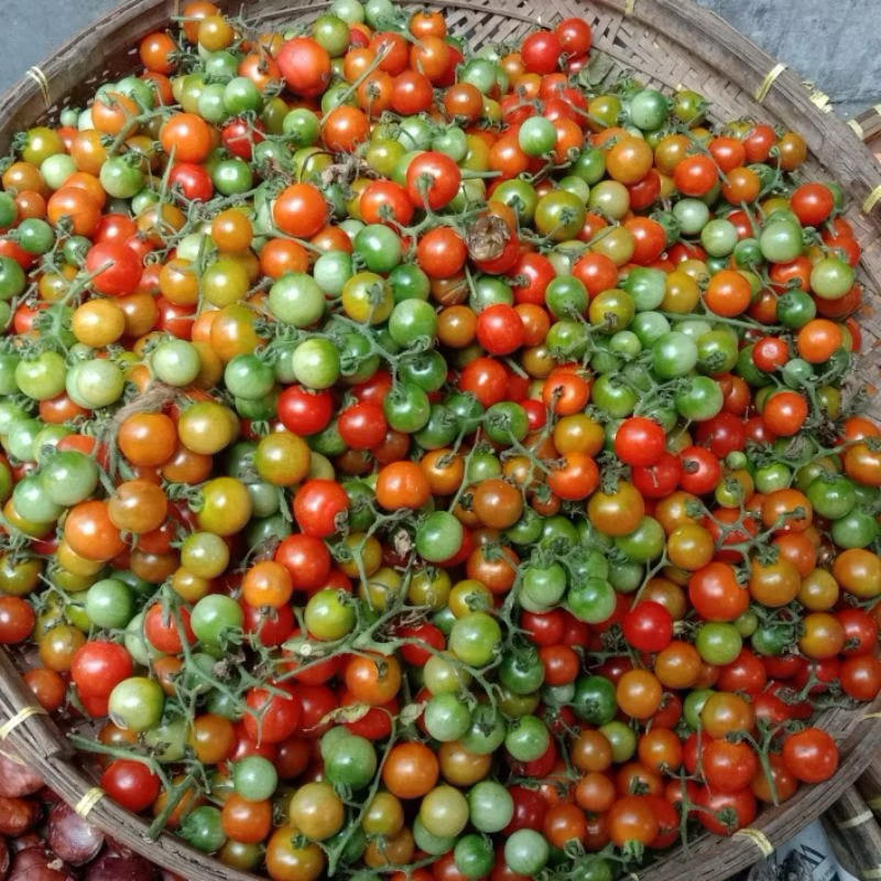 

{Fresh} Rampai/Tomat kecil 1 Kg