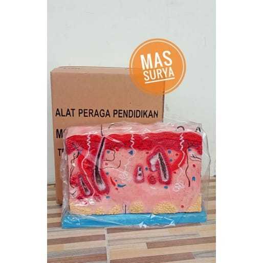 

Alat Peraga Pendidikan Model Kulit