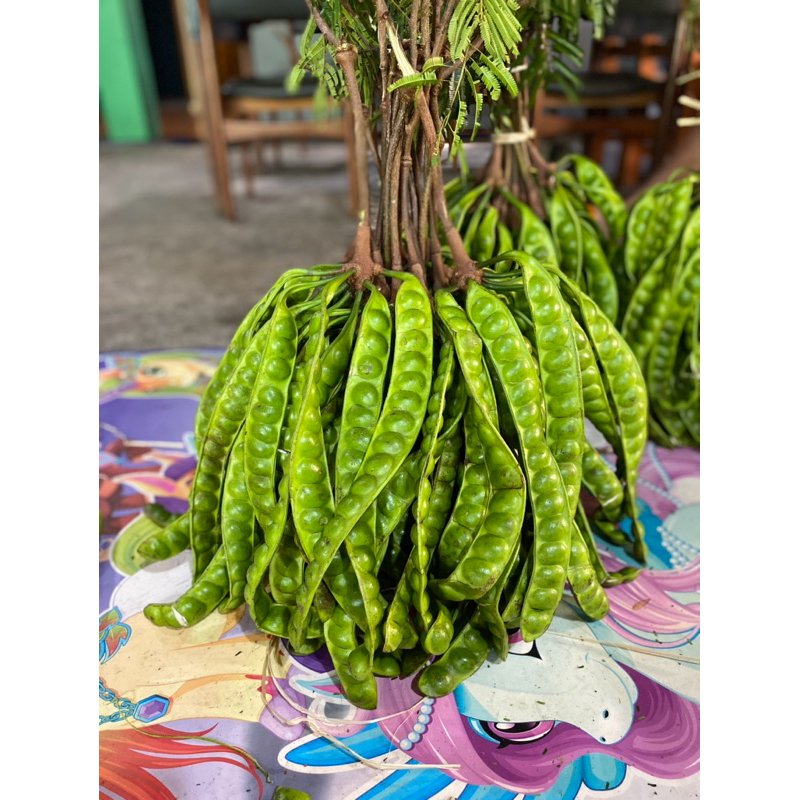 

PETE PADI UKURAN SUPER 10 LONJOR