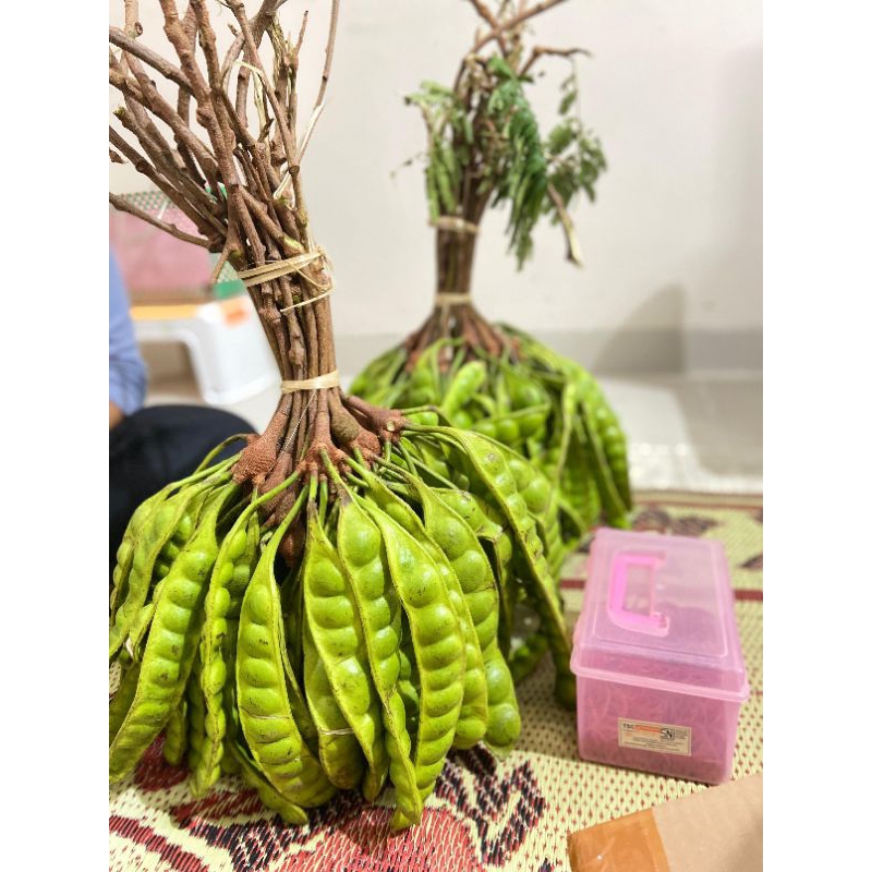 

Pete Padi Wonogiri Ukuran Mini 20 papan Tua