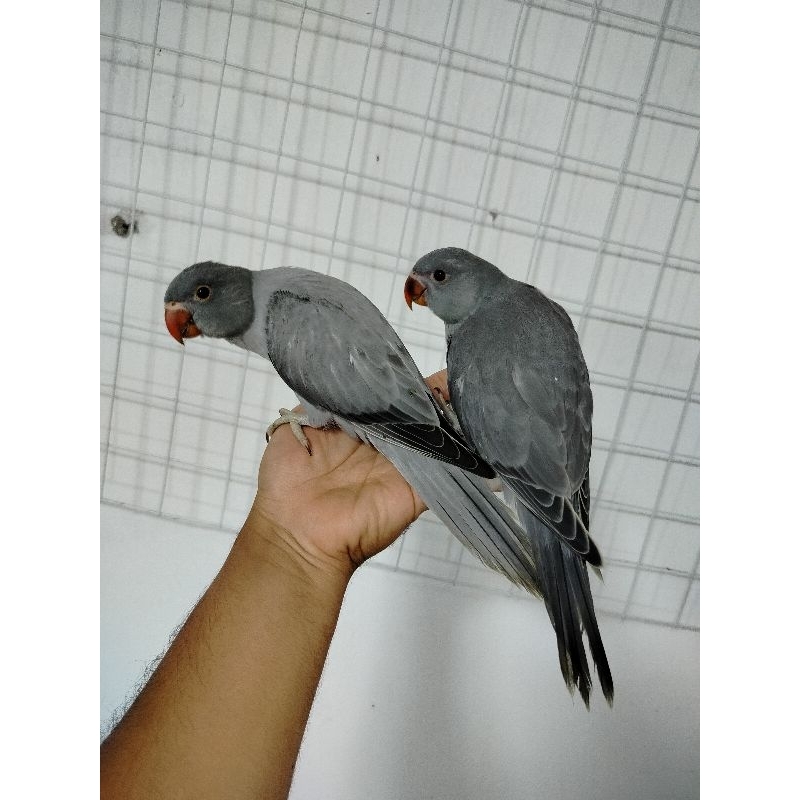 mainan Indian ringneck grey