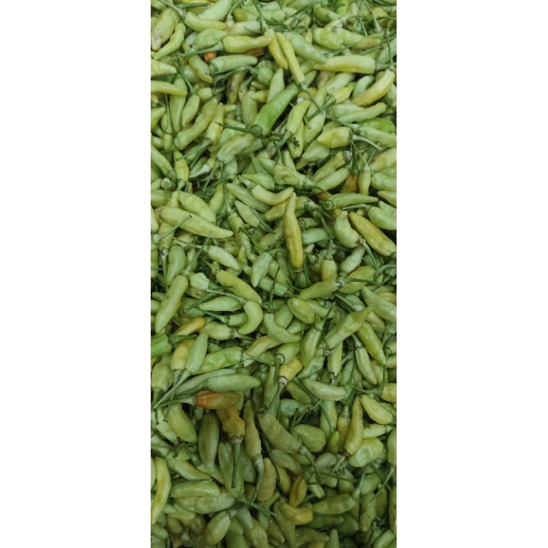 

Cabe rawit putih super segar pedas nikmat