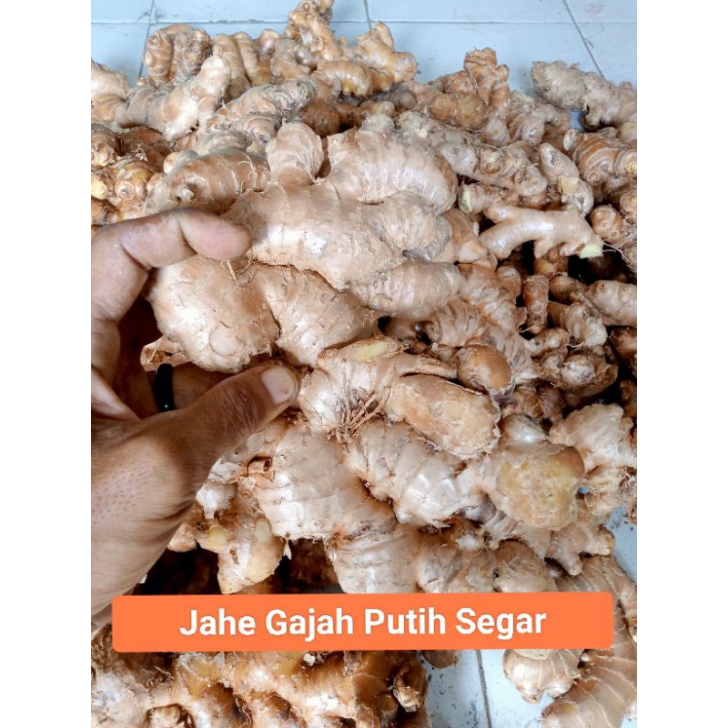 

JAHE GAJAH PUTIH Rp 9.000 / 250 gram