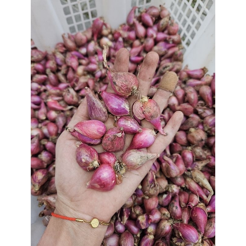 

BAWANG MERAH TANGGUNG 1KG