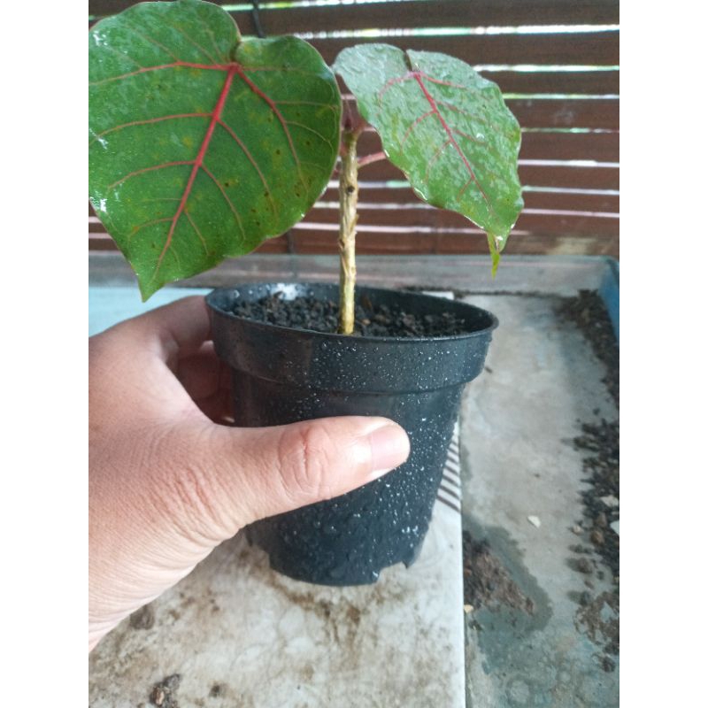Ficus petiolaris