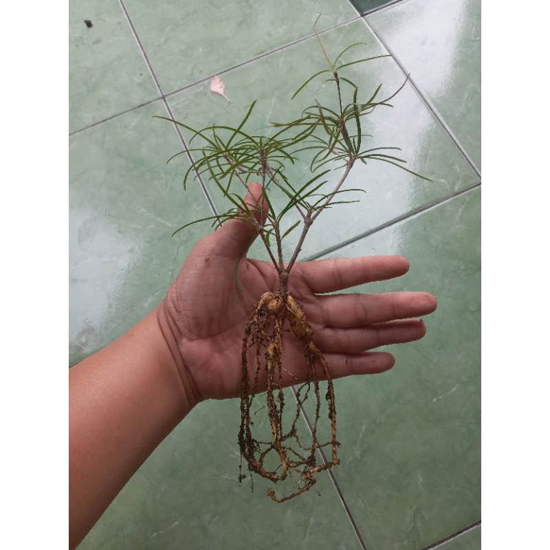 Euphorbia hedyotoides