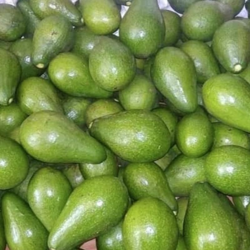 

alpukat boyolali 1kg isi 5 dikirim keadaan mentah