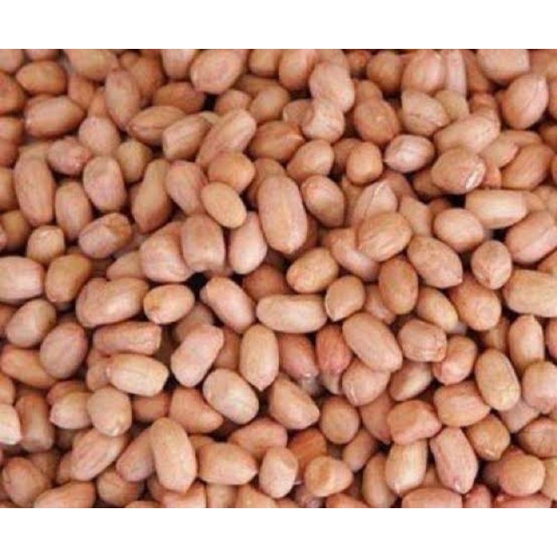 

KACANG TANAH PILIHAN 1 KG 500 GR KUALITAS TRRJAMIN