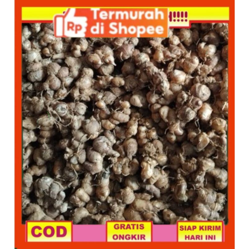 

KENCUR TUA WANGI SEGAR 500 GRM dan 250 GRM Bumbu dapur /herbal