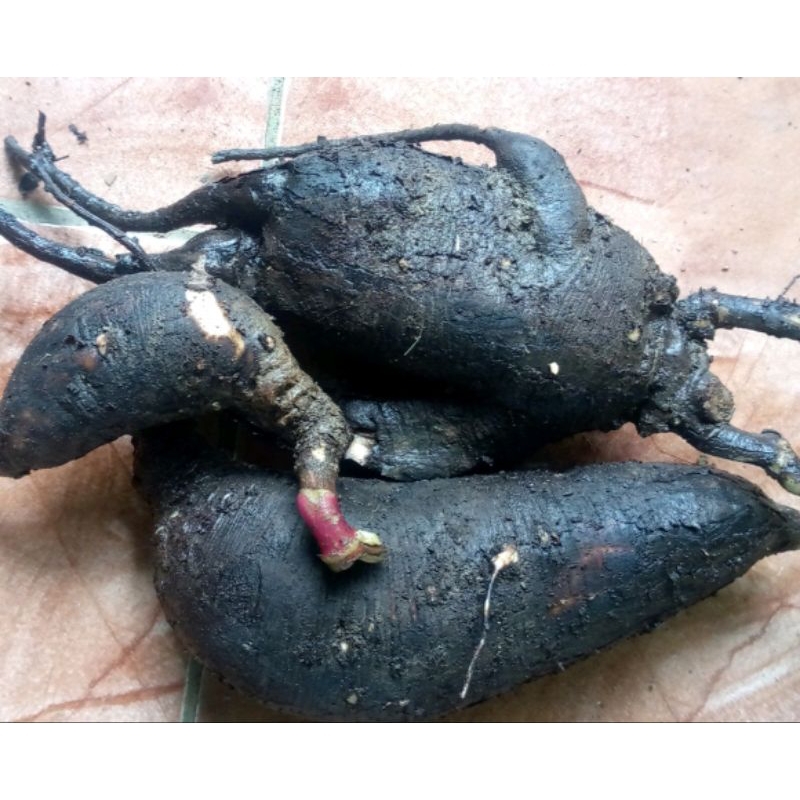 

Umbi bunga pukul empt segar 500 gram