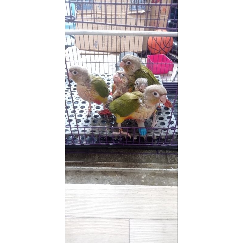Pineapple Conure