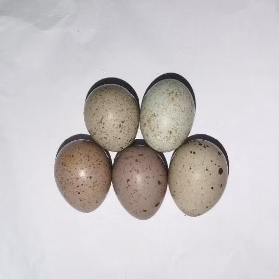 5 butir telur burung puyuh batu fertil siap ditetaskan