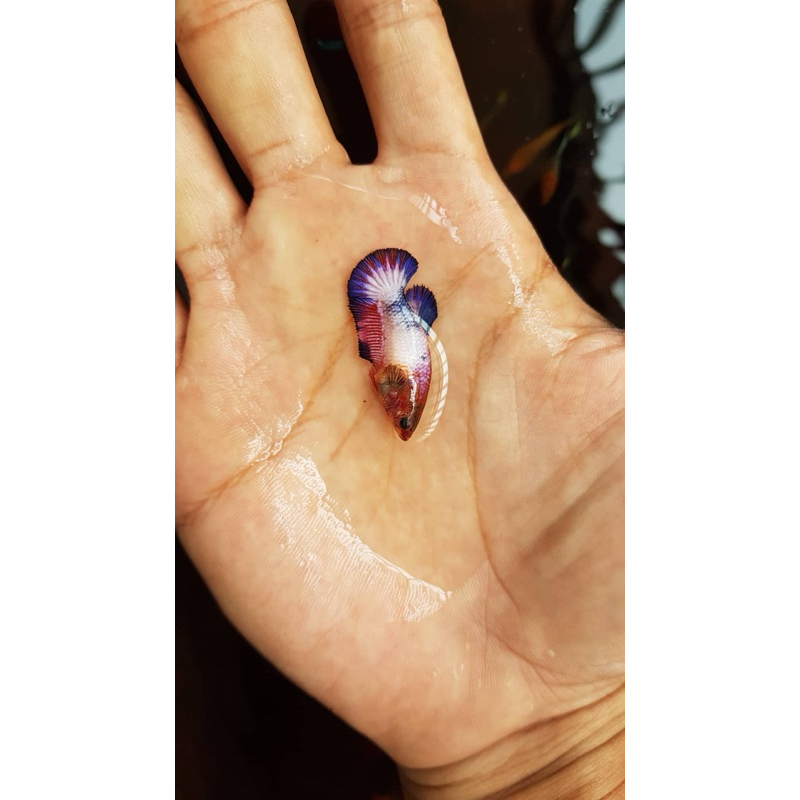 

whitescale betta