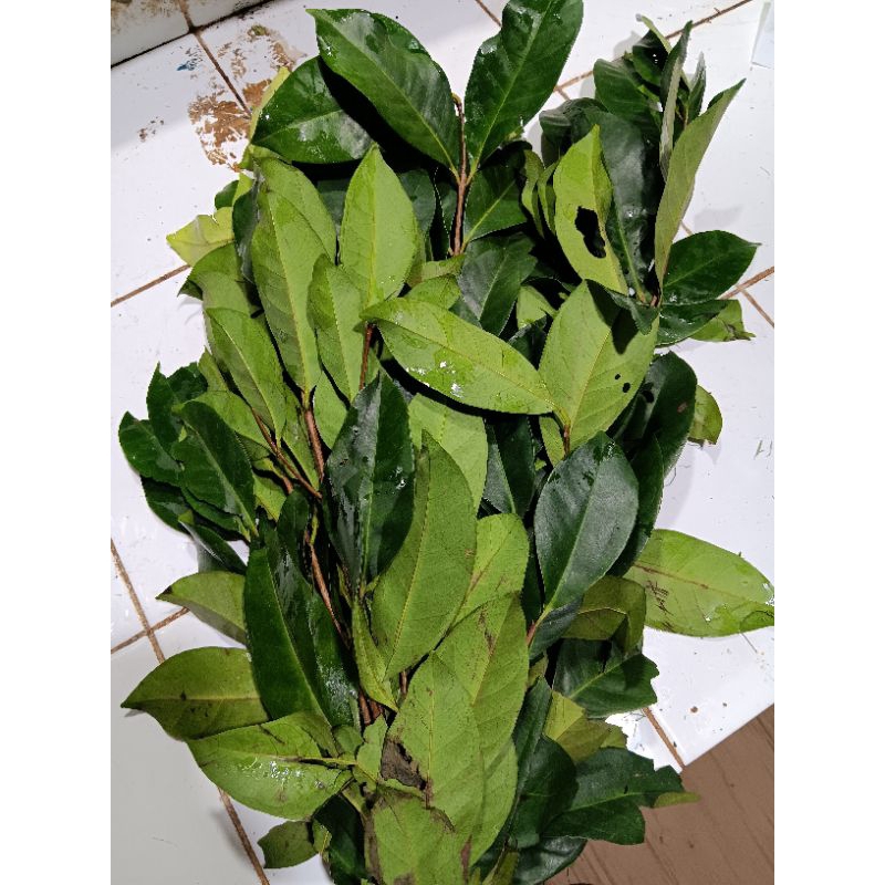 

daun salam segar 1ikat berat 300gr