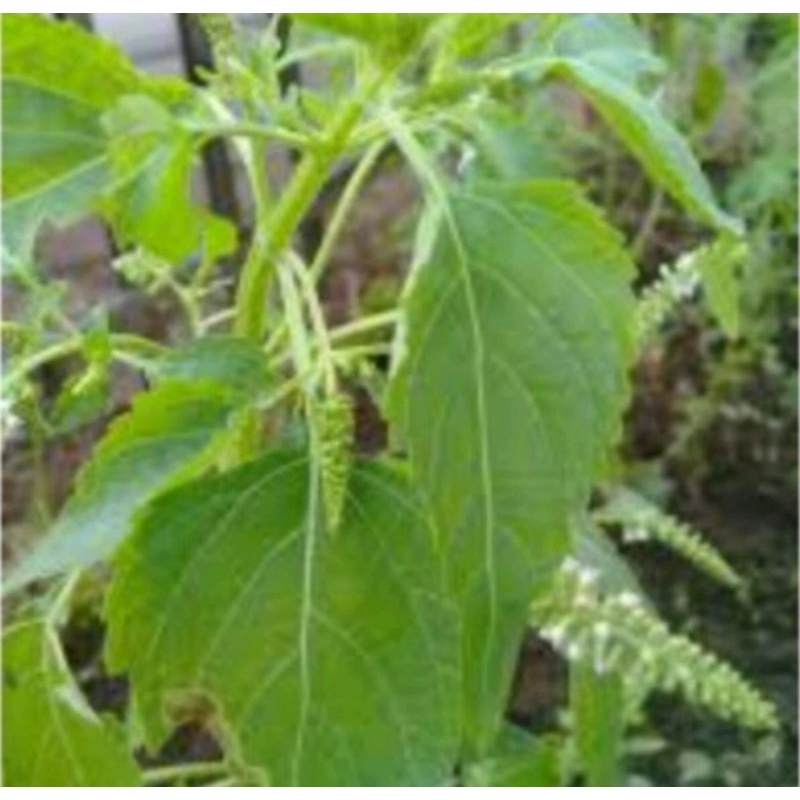 

daun sangket 15 batang di cabut dengan akarnya‼️menurunkan demam/sawan anak/atasi kejang