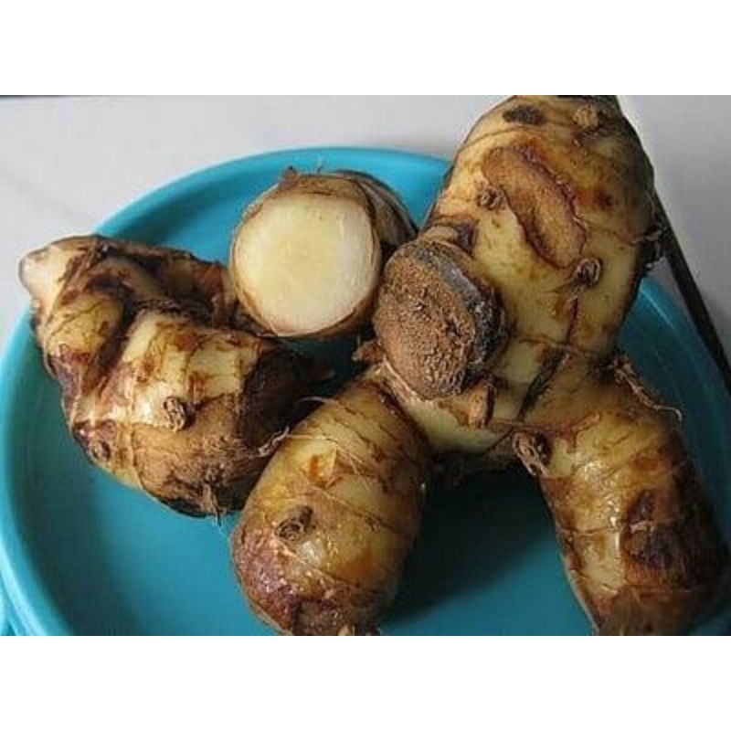 laja gowah/goah/laja hutan fres/harga perkg