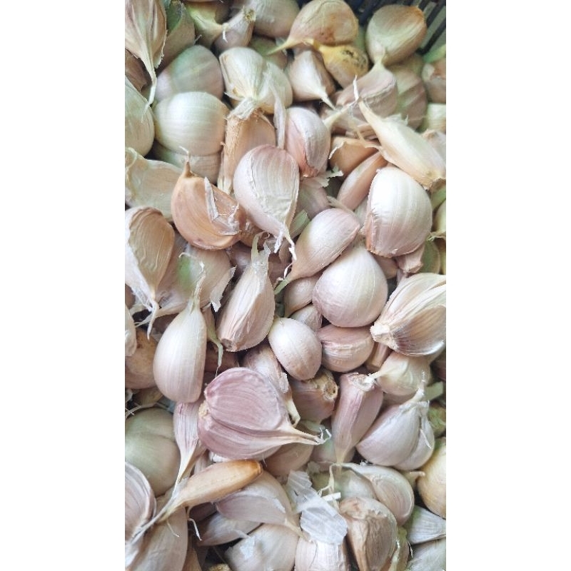 

bawang putih kating 250 gram