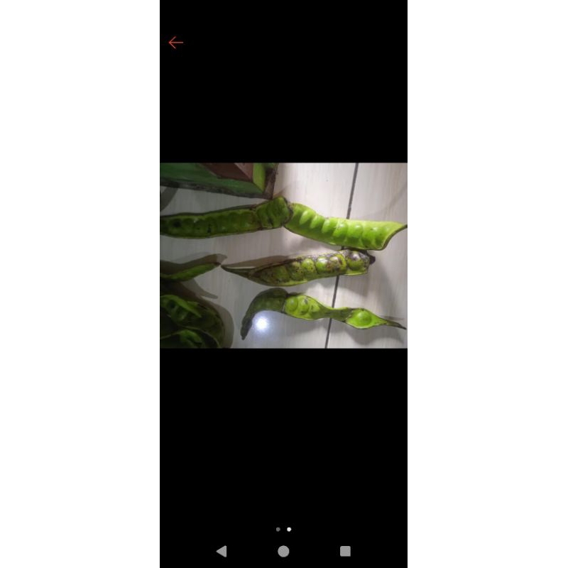 

PROMO PETE PETAI MURAH PETE BS BERAT 1KG
