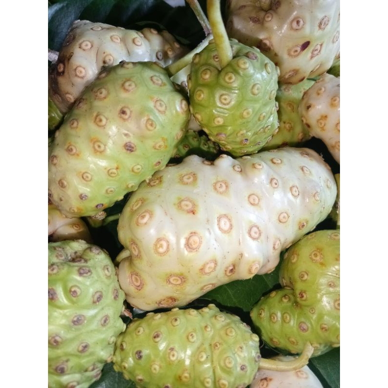 

Buah mengkudu / bentis