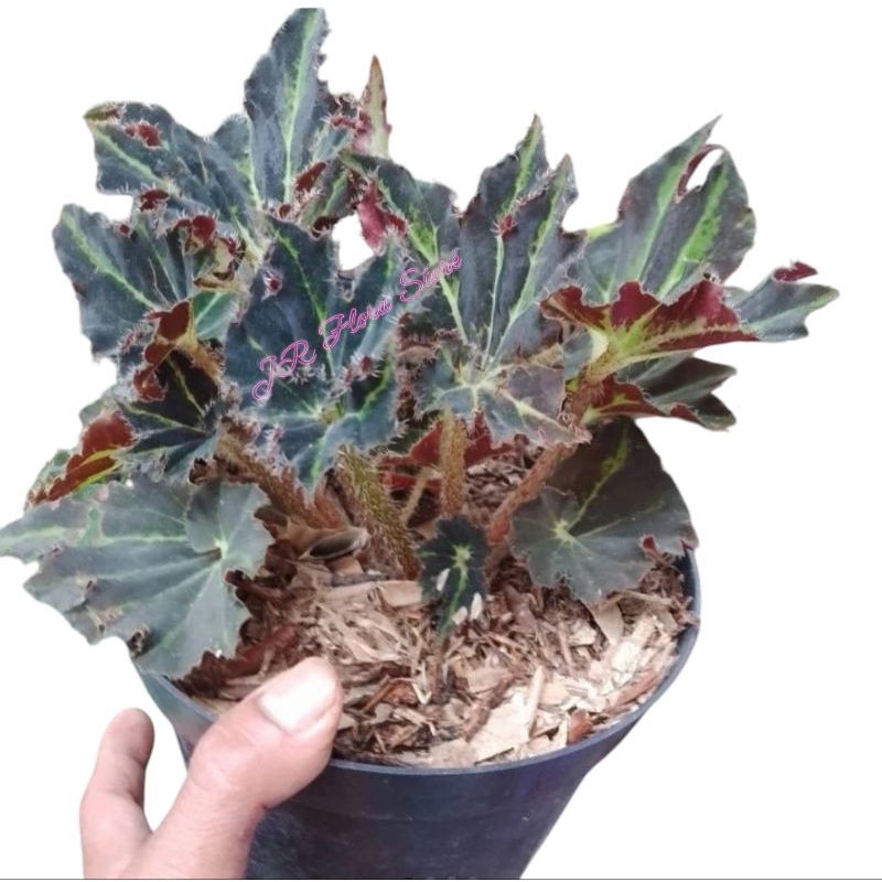 Begonia Brazil Hitam/Tanaman Hias Begonia Brazil