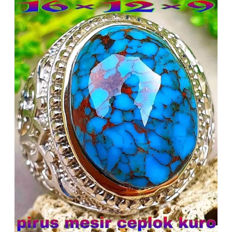 Pirus Mesir Ceplok Kuro