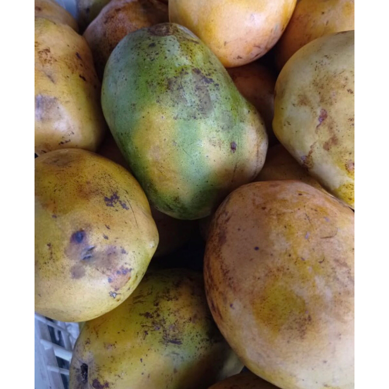 

Mangga Kopyor
