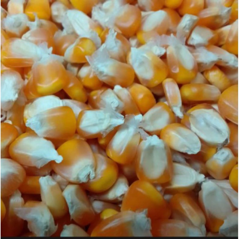 

Jagung besar 1kg/jagung pipil kering/jagung pakan ternak ayam
