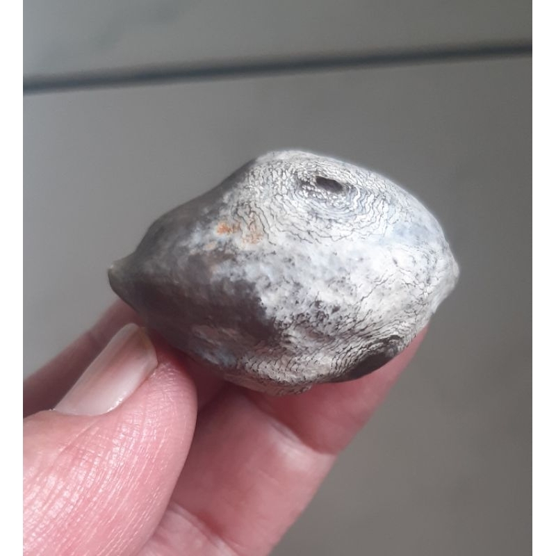 Muncang Adu Nyonyo Ori Urgen Tua Jatohan