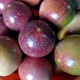 

buah markisa ungu Fres 1 kg