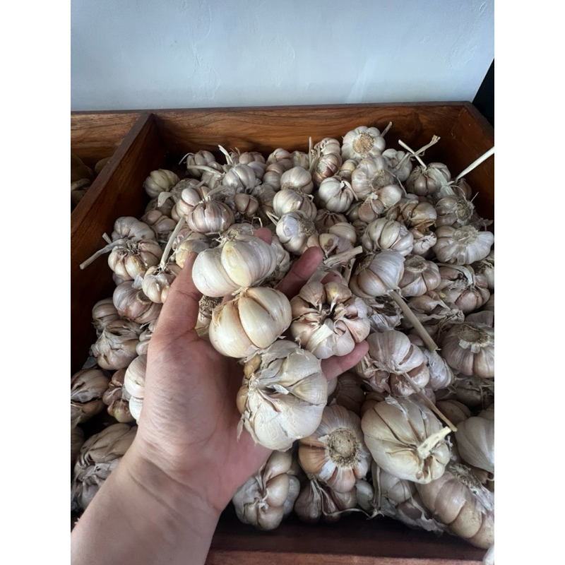 

bawang putih