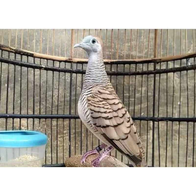 PERKUTUT BANGKOK ring banyuwangi