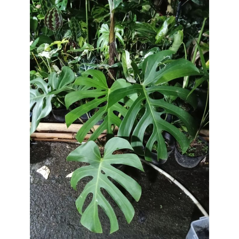 monstera borsigiana, monstera king berazilian, monstera king deliciosa