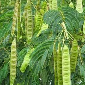 

Daun Pete Cina atau Daun Lamtoro