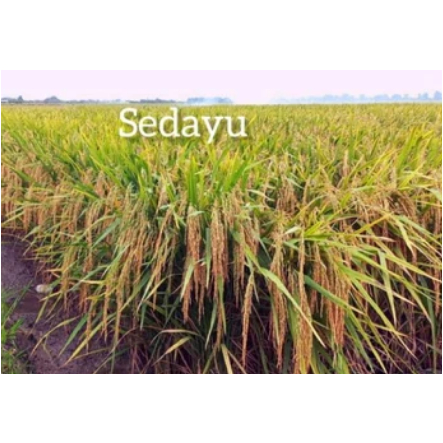 Sedayu Benih Padi Unggul Kemaasan 1kg - Bibit Padi Berkualitas Sedayu 1 kg