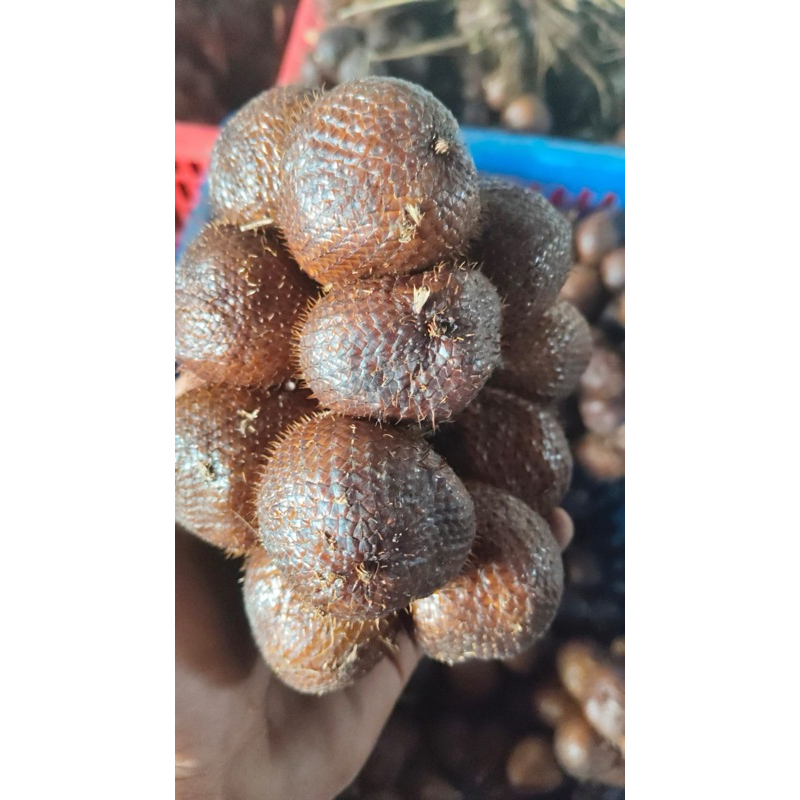 

Salak Gula Pasir Bali 1kg