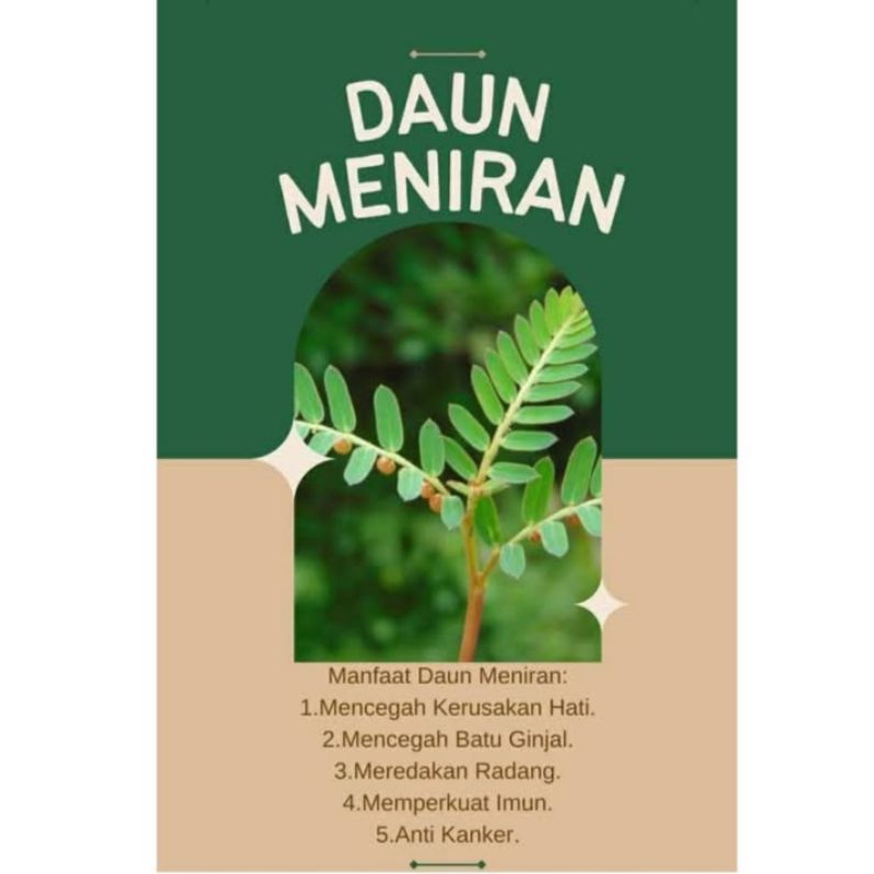 

Daun meniran herbal Fress 100g