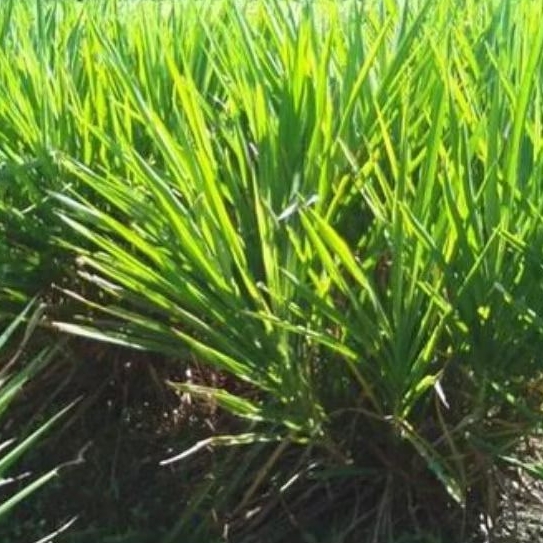 [SEGAR DAN KERING] RUMPUT ODOT FRESH PAKAN MARMUT KELINCI KURA KURA KAMBING SAPI