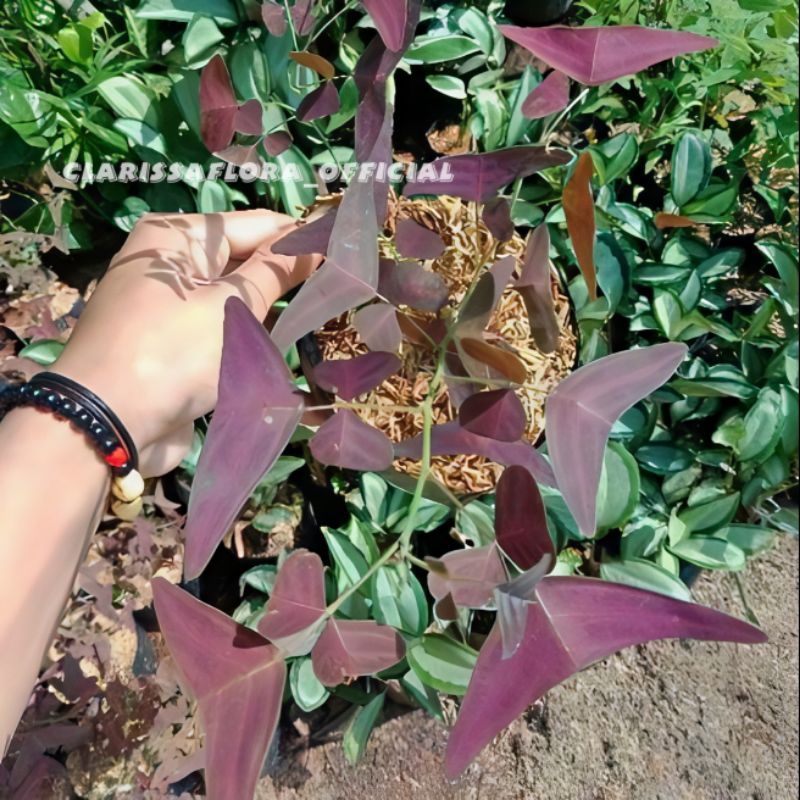 Promo tanaman hias oxalis butterfly batik merah