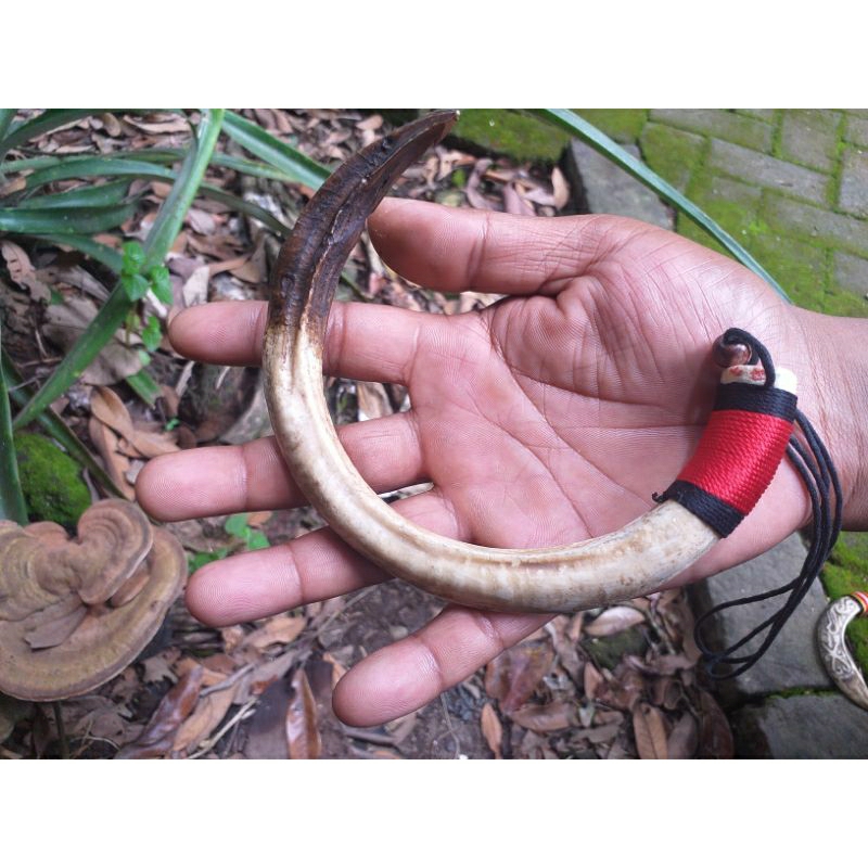 Kalung Taring Babi Jumbo Melengkung -+ 14 Cm