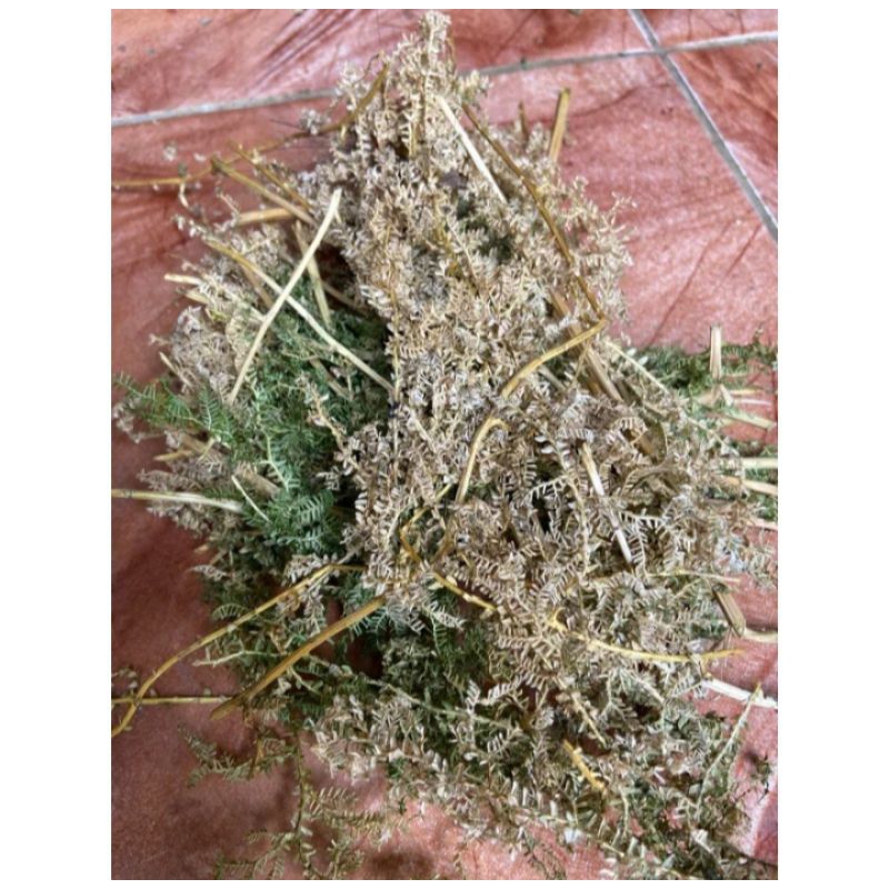 

Daun cakar ayam kering organik
