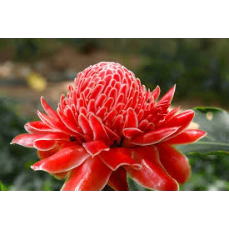 

bunga kecombrang mekar segar 5 pcs