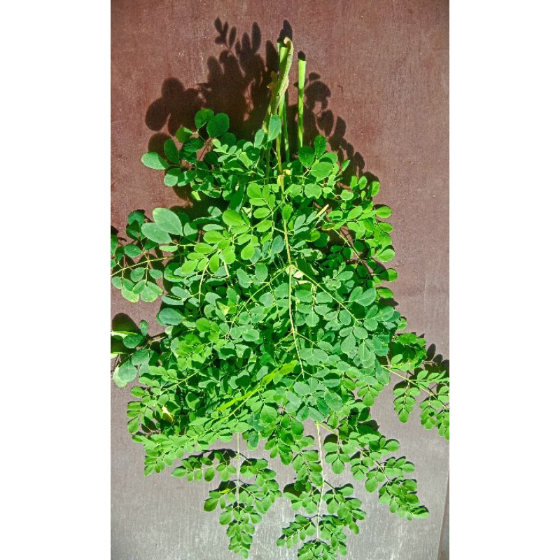 

Daun kelor basah