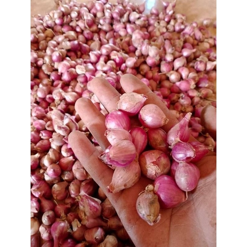 

BAWANG MERAH 1KG