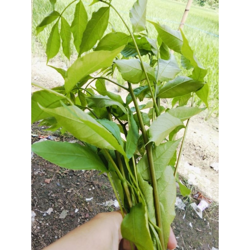 

daun kajujaran/jaranan buat penghilang rasa pahit daun pepaya